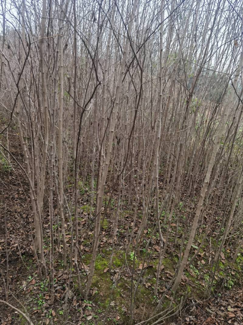 大量批发杜仲苗基地自产自销量大从优