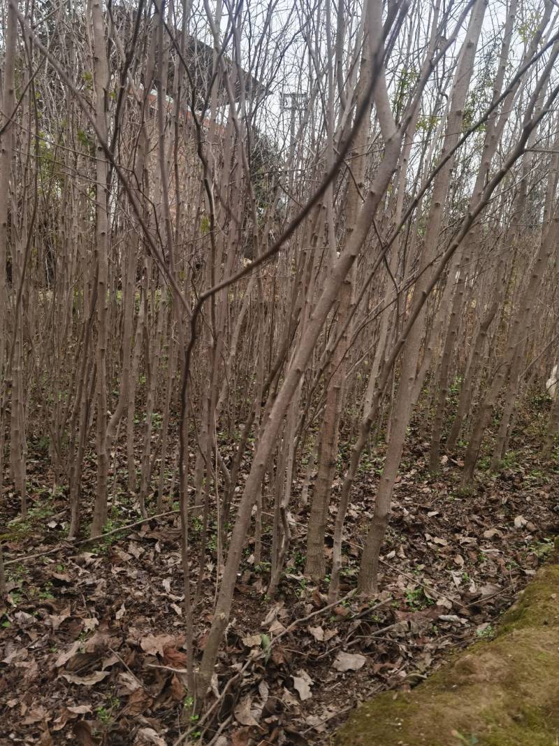 大量批发杜仲苗基地自产自销量大从优