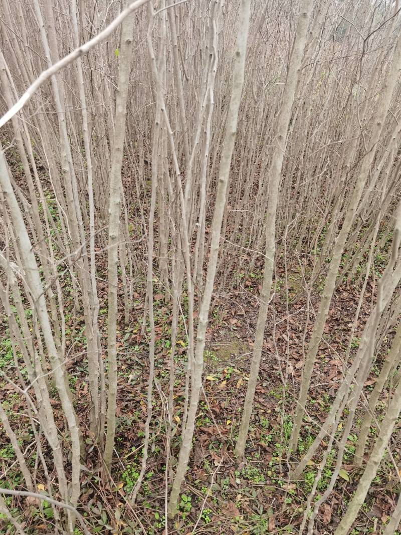 大量批发杜仲苗基地自产自销量大从优