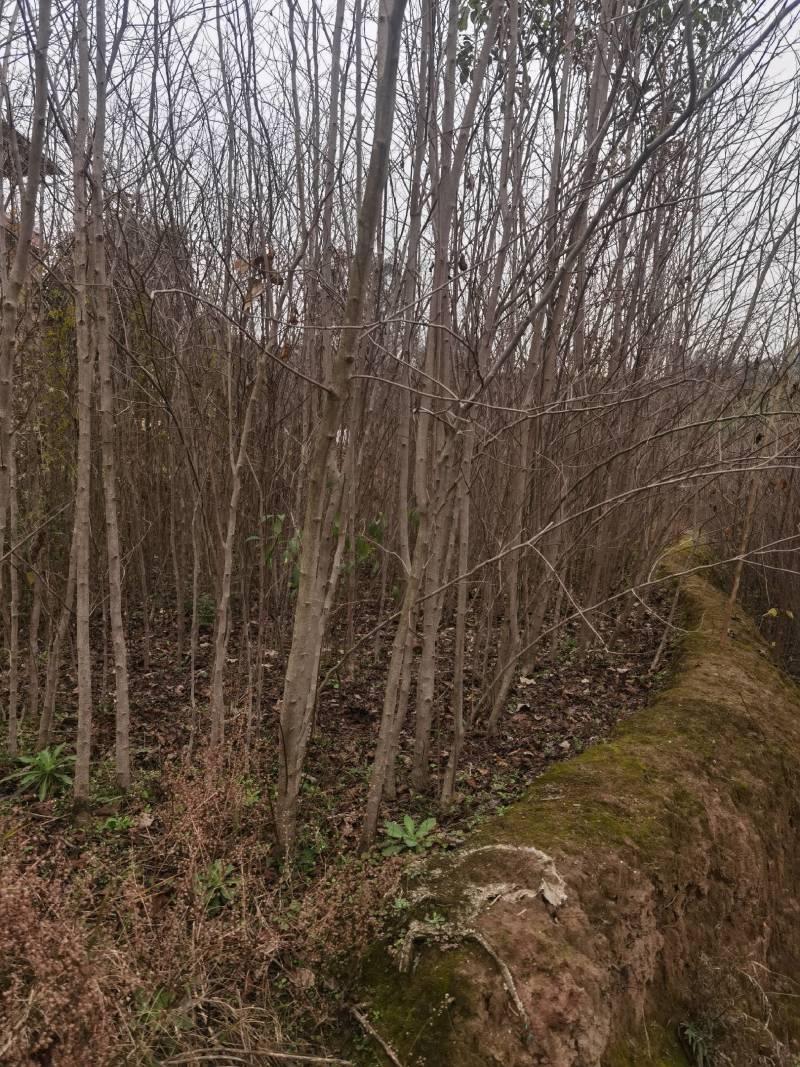大量批发杜仲苗基地自产自销量大从优