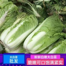 山东白菜品质保证诚信经营欢迎接商超市场电商