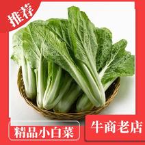 河北邯郸精品小白菜大量有货质量欢迎全国客户前来订购