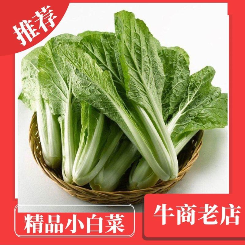河北邯郸精品小白菜大量有货质量保障欢迎全国客户前来订购