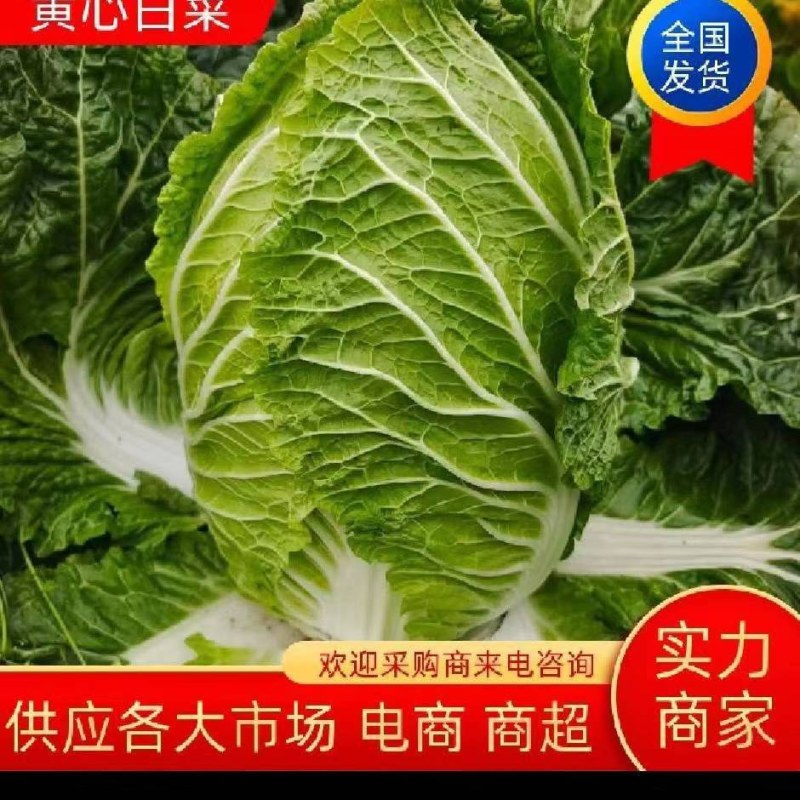 湖北黄心白菜品质保证诚信经营，欢迎联系，对接商超批发市场