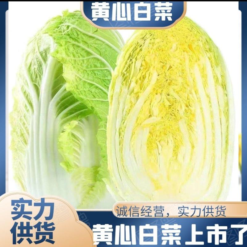 【热销】白菜河北大白菜全国发货可视频看货量大从优