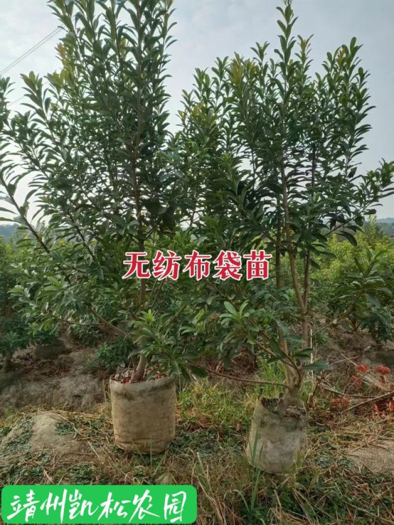 杨梅苗、杨梅杯苗、带土发货、杨梅之乡一棵起包邮