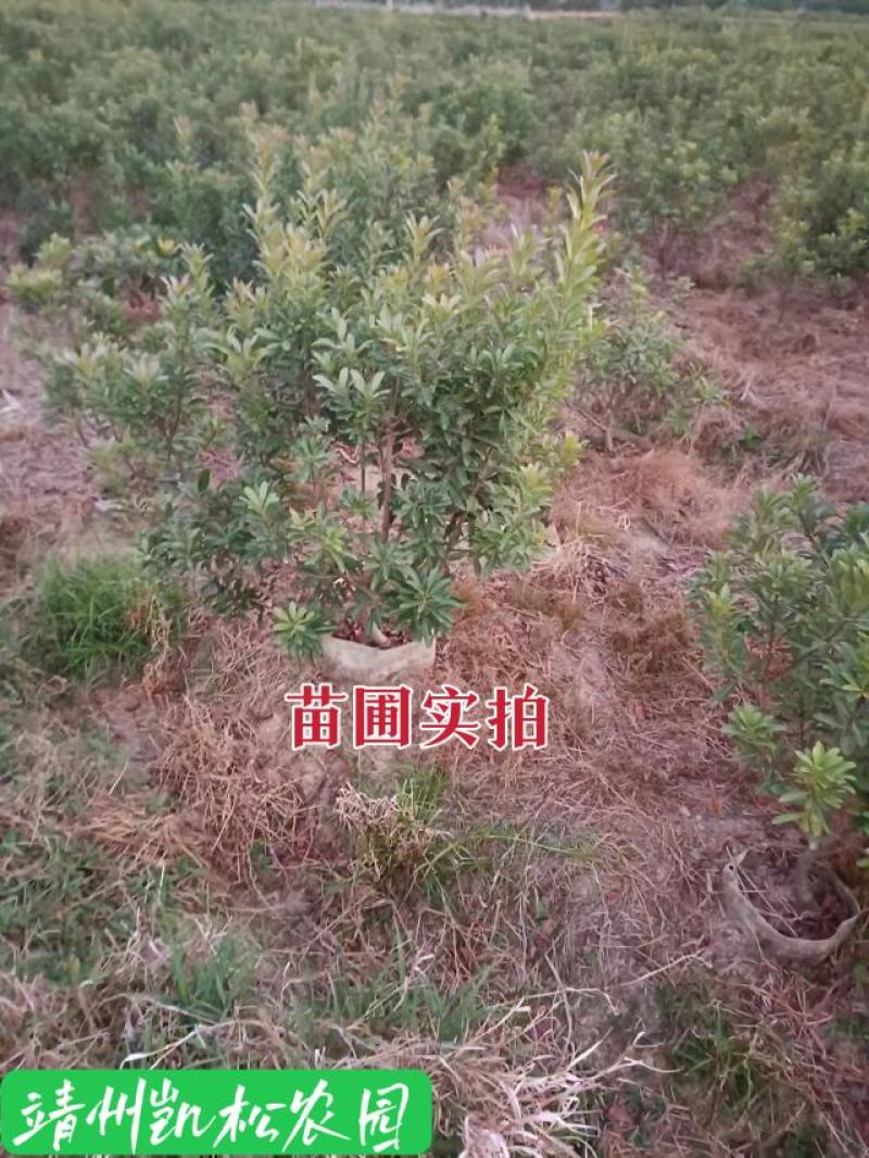 杨梅苗、杨梅杯苗、带土发货、杨梅之乡一棵起包邮