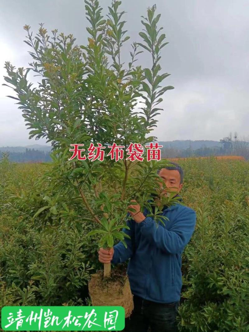 杨梅苗、杨梅杯苗、带土发货、杨梅之乡一棵起包邮