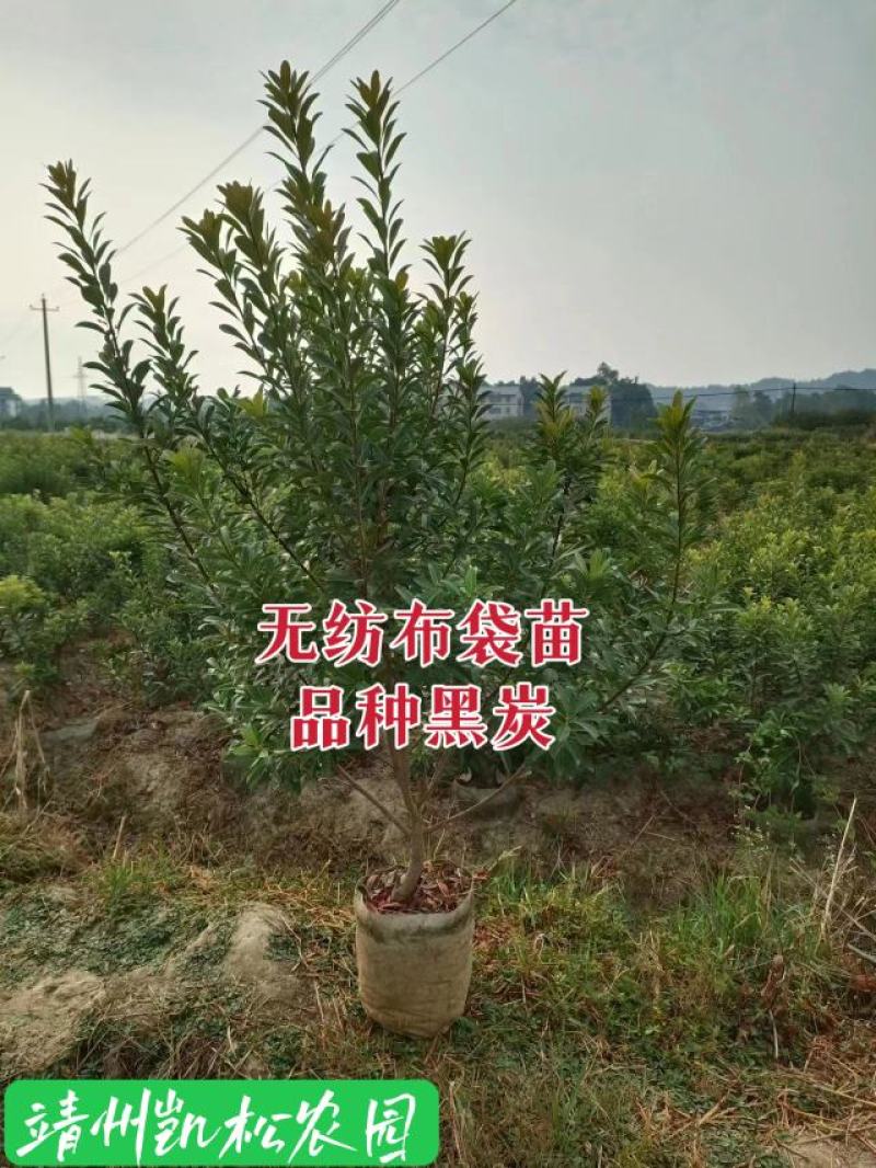杨梅苗、杨梅杯苗、带土发货、杨梅之乡一棵起包邮