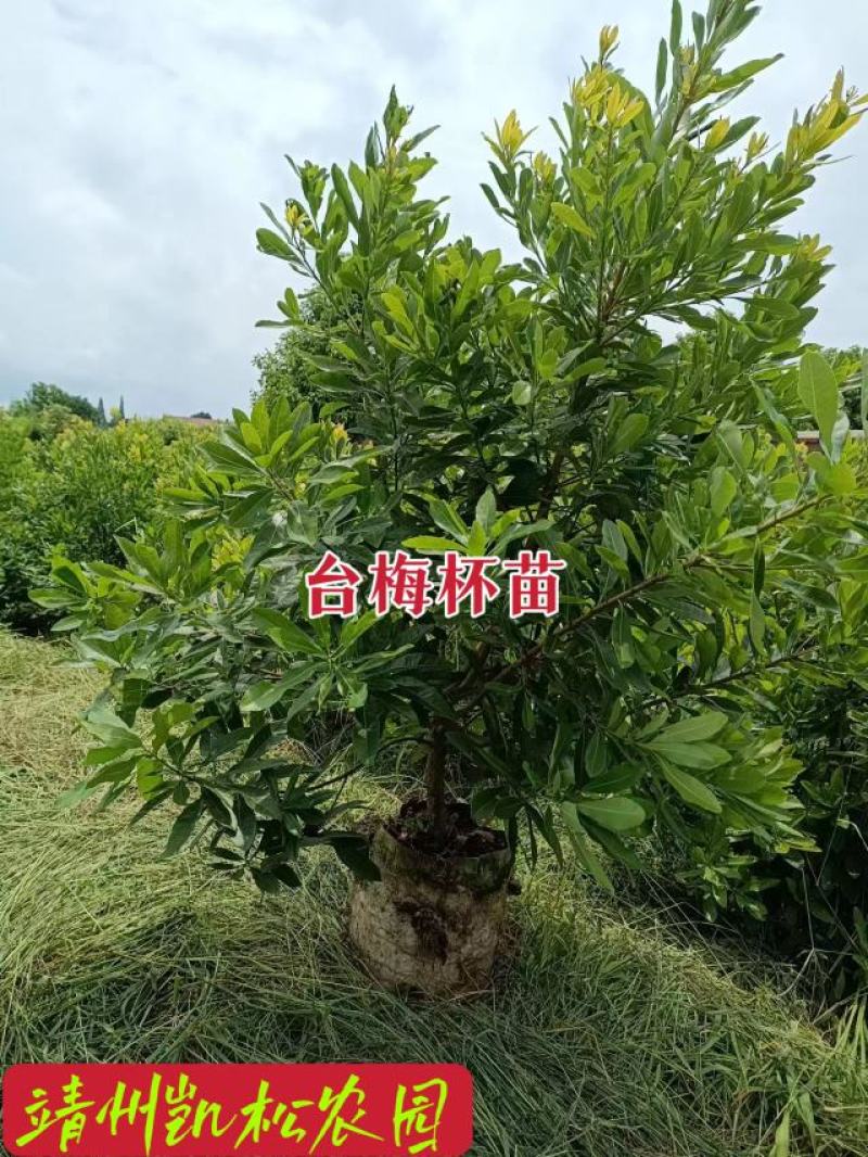 杨梅苗、杨梅杯苗、带土发货、杨梅之乡一棵起包邮