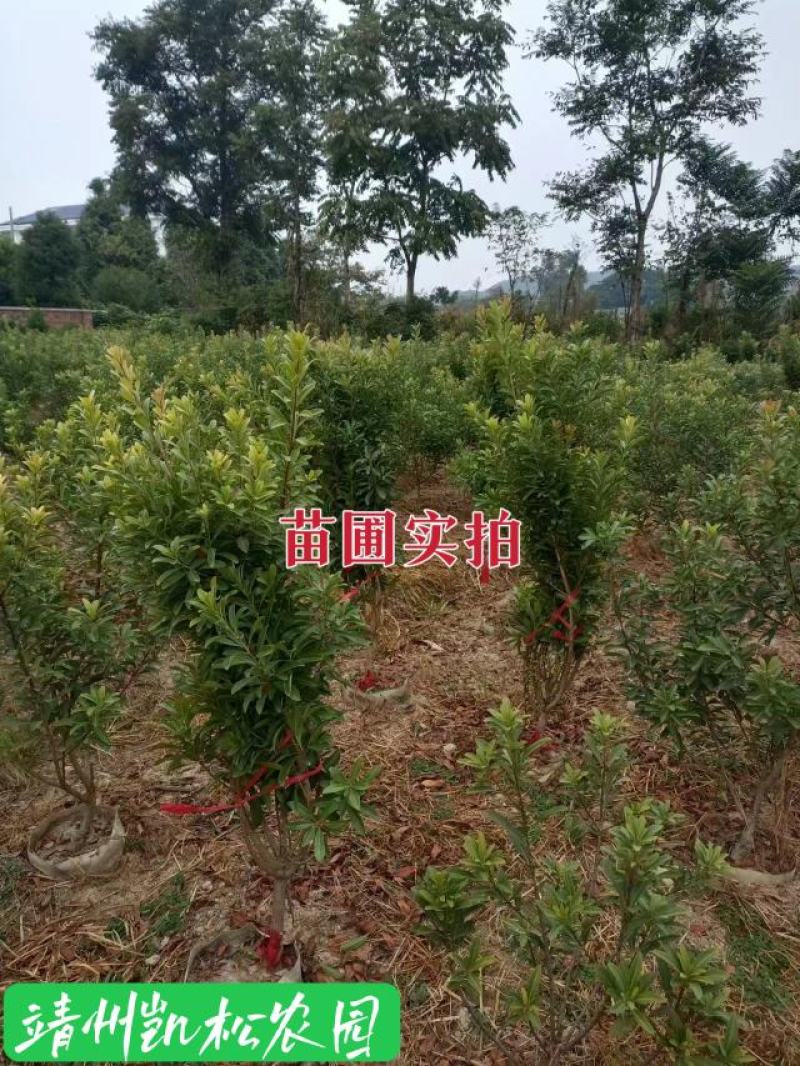 杨梅苗、杨梅杯苗、带土发货、杨梅之乡一棵起包邮