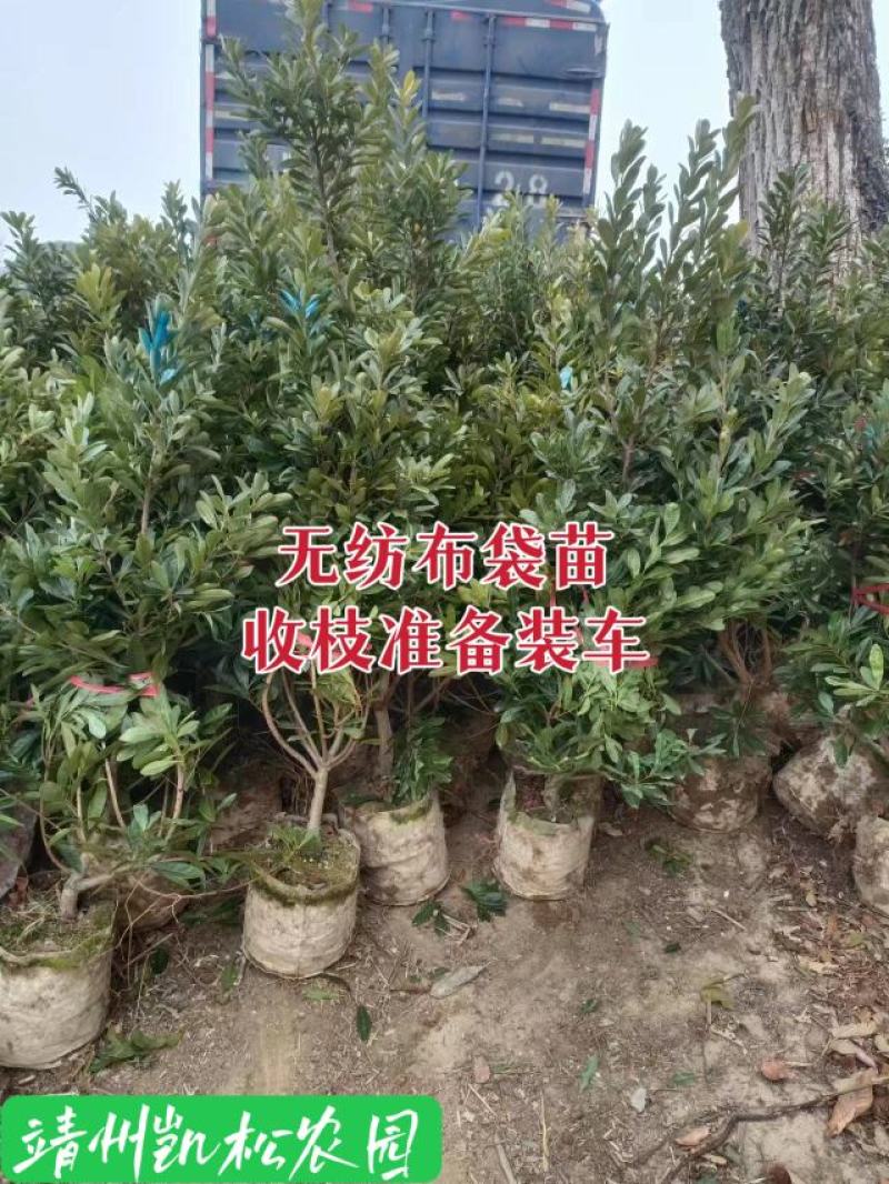 杨梅苗、杨梅杯苗、带土发货、杨梅之乡一棵起包邮