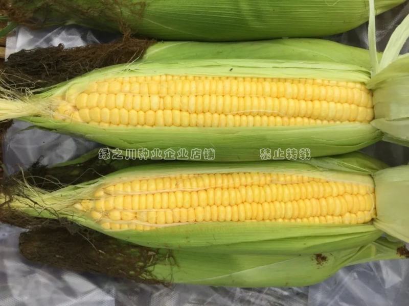 斯达甜221水果玉米种子黄色超甜玉米种子大棒高产鲜食玉米