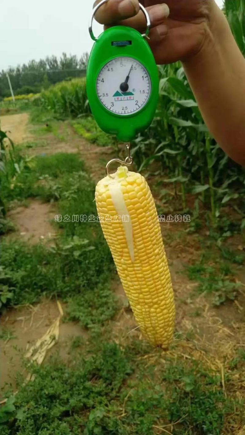斯达甜221水果玉米种子黄色超甜玉米种子大棒高产鲜食玉米