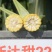 斯达甜221水果玉米种子黄色超甜玉米种子大棒高产鲜食玉米