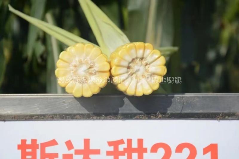 斯达甜221水果玉米种子黄色超甜玉米种子大棒高产鲜食玉米