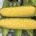 斯达甜221水果玉米种子黄色超甜玉米种子大棒高产鲜食玉米