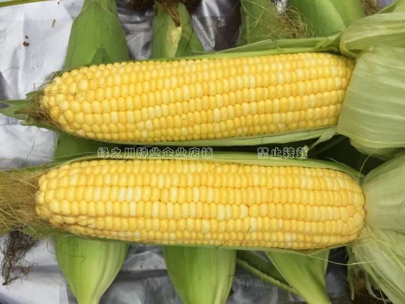 斯达甜221水果玉米种子黄色超甜玉米种子大棒高产鲜食玉米