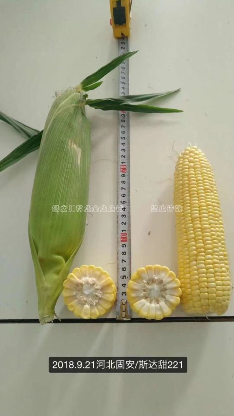 斯达甜221水果玉米种子黄色超甜玉米种子大棒高产鲜食玉米