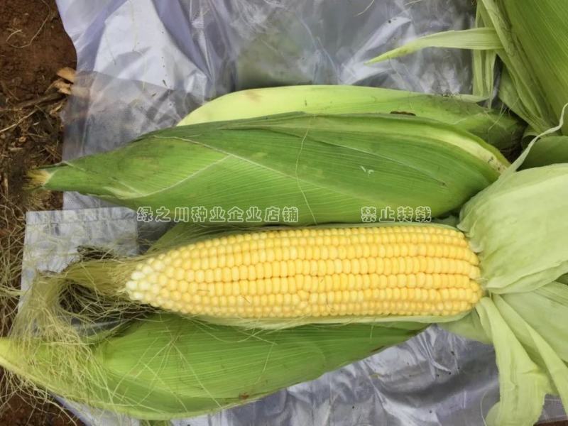 斯达甜221水果玉米种子黄色超甜玉米种子大棒高产鲜食玉米