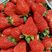 联盟草莓/草莓/牛奶草莓全国供货欢迎联系