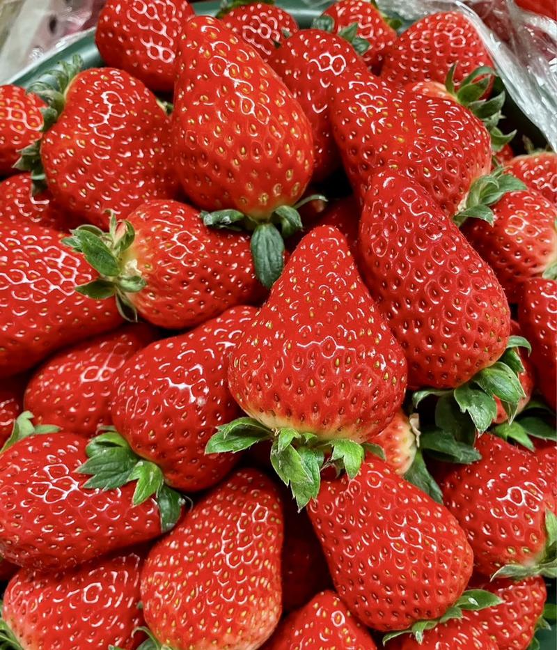 联盟草莓/草莓/牛奶草莓全国供货欢迎联系