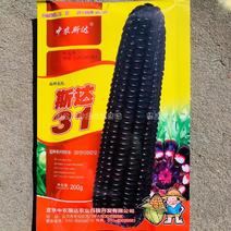 斯达31黑糯玉米种子黑色玉米种子全黑紫粒，果皮薄香粘滑软