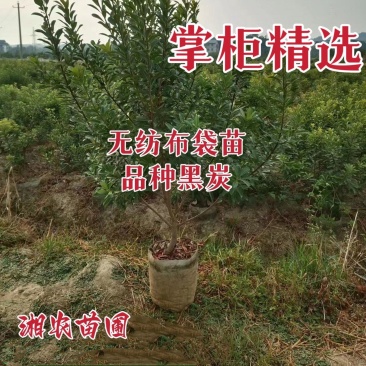 杨梅苗、杨梅杯苗、带土发货、杨梅之乡一棵起包邮