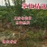 杨梅苗、杨梅杯苗、带土发货、杨梅之乡一棵起包邮