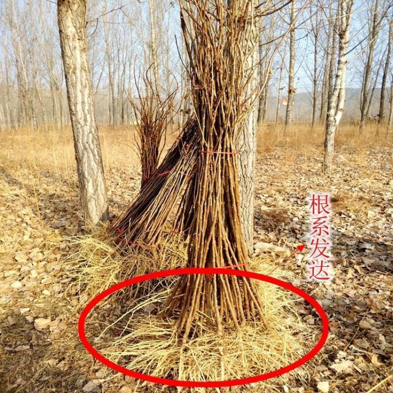 文冠果苗，红花文冠果树苗，文冠果杯苗自己的苗圃欢迎订货