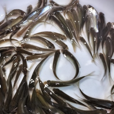 土鲮鱼苗麦鲮鱼苗泰鲮鱼苗饵料鱼