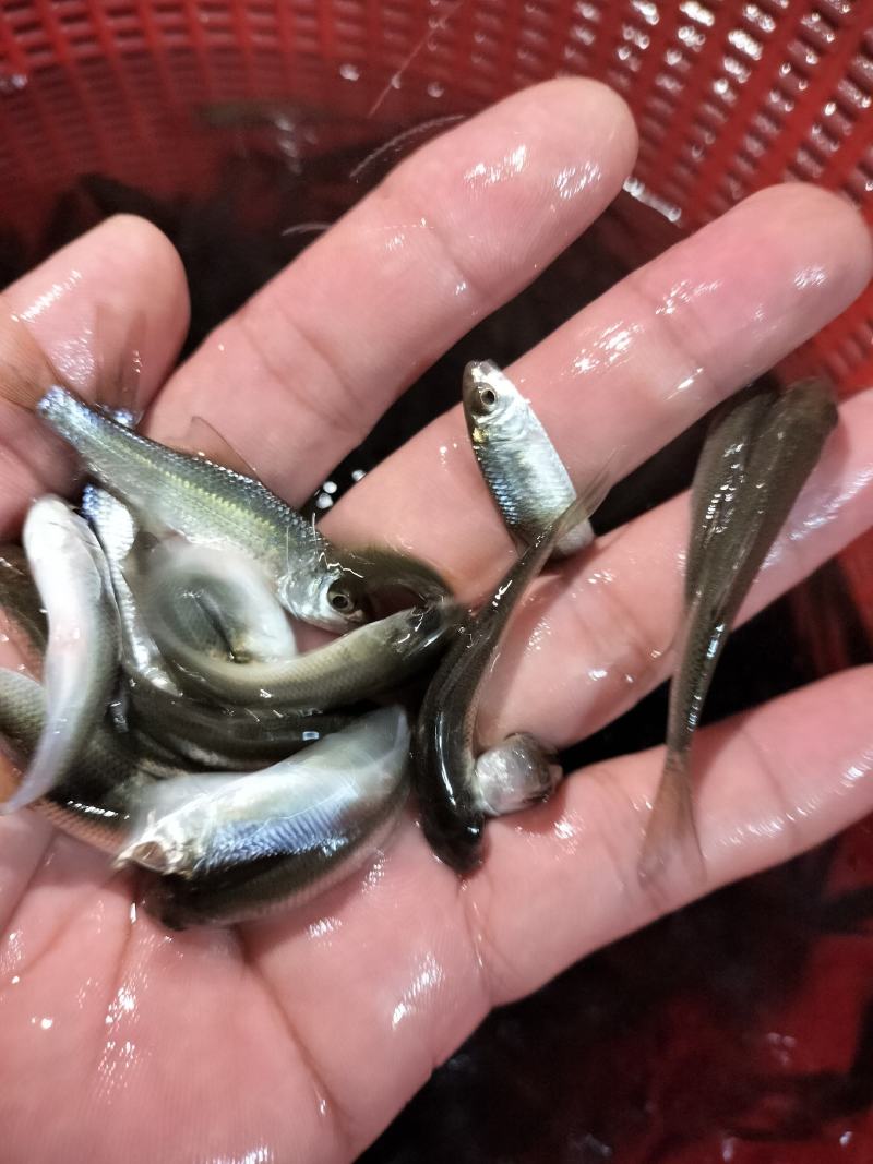 土鲮鱼苗麦鲮鱼苗泰鲮鱼苗饵料鱼