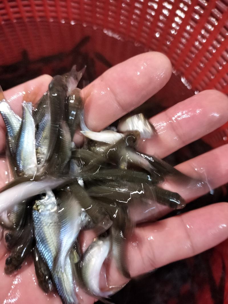 土鲮鱼苗麦鲮鱼苗泰鲮鱼苗饵料鱼