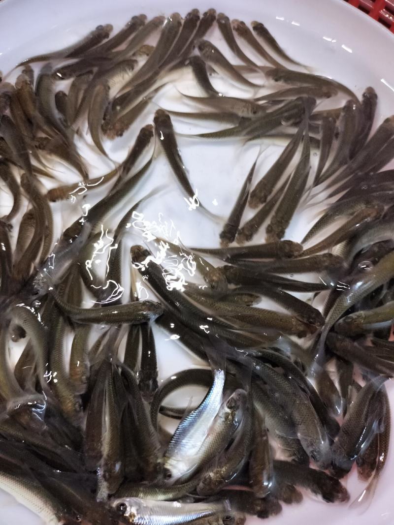 土鲮鱼苗麦鲮鱼苗泰鲮鱼苗饵料鱼
