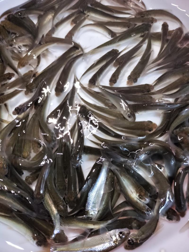 土鲮鱼苗麦鲮鱼苗泰鲮鱼苗饵料鱼