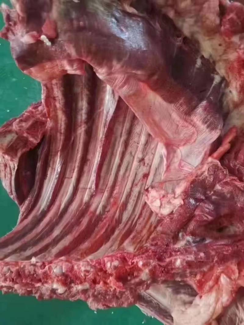 驴肉批发