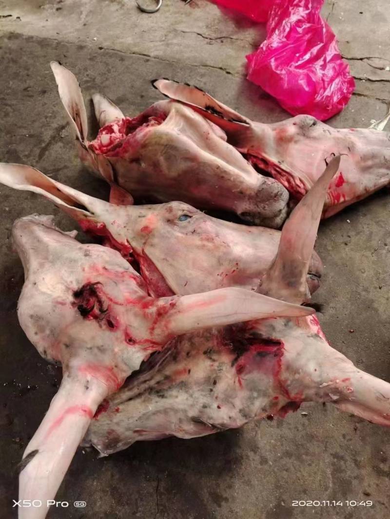 驴肉批发
