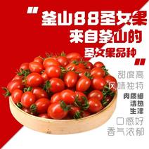 山东寿光精品小番茄釜山88圣女果诚信经营量大从优全国发货