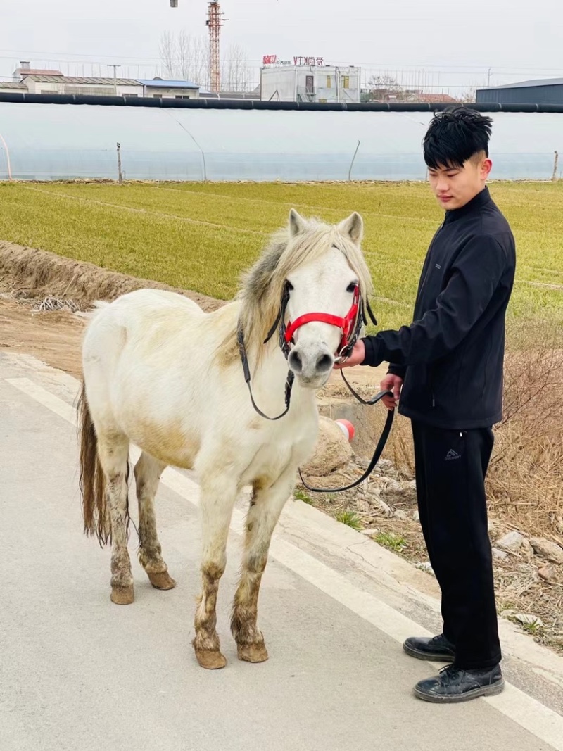 小白龙调教成孰非常好骑