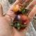 山东寿光小西红柿黑珍珠小番茄各种规格品类应有尽有价格优惠