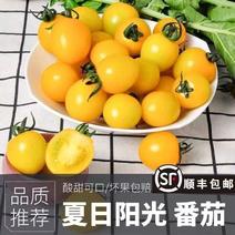 【精品】寿光夏日阳光黄色圣女果黄樱桃小番茄晶莹剔透甘甜