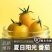 【精品】寿光夏日阳光黄色圣女果黄樱桃小番茄晶莹剔透甘甜