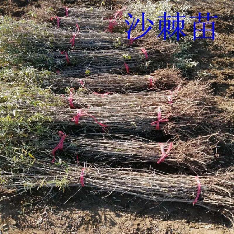 沙棘苗基地发货一手货源诚信经营欢迎全国各地客商订货