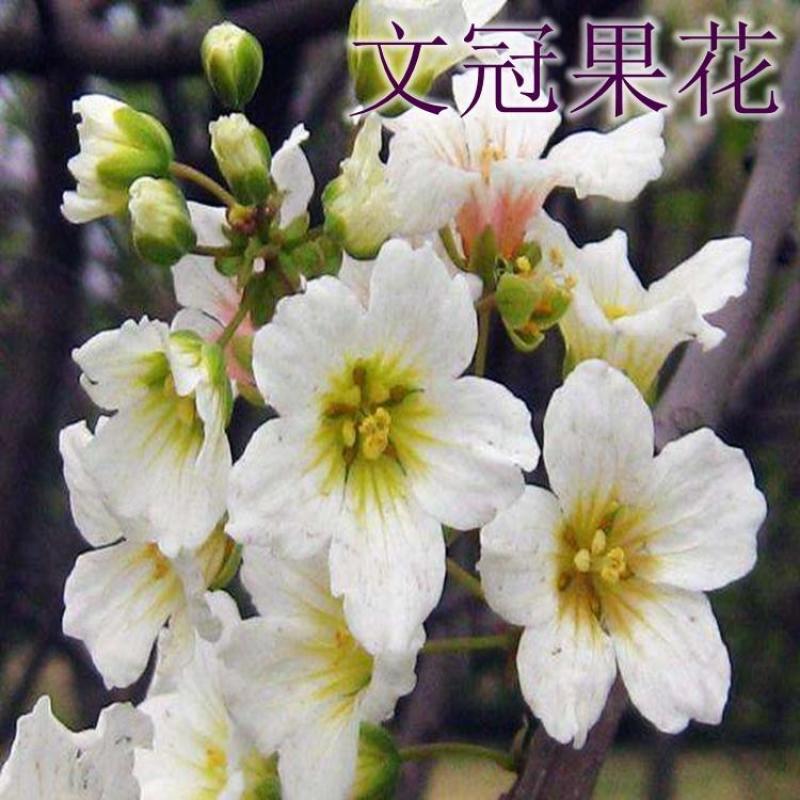 文冠果苗，红花文冠果树苗，文冠果杯苗自己的苗圃欢迎订货