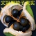 文冠果苗，红花文冠果树苗，文冠果杯苗自己的苗圃欢迎订货