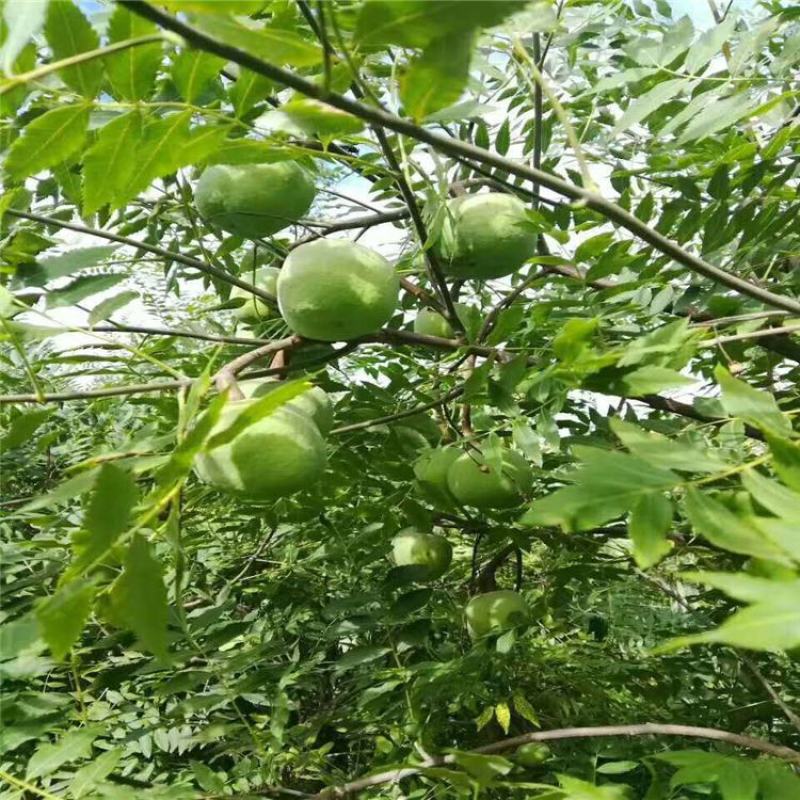 文冠果苗，红花文冠果树苗，文冠果杯苗自己的苗圃欢迎订货