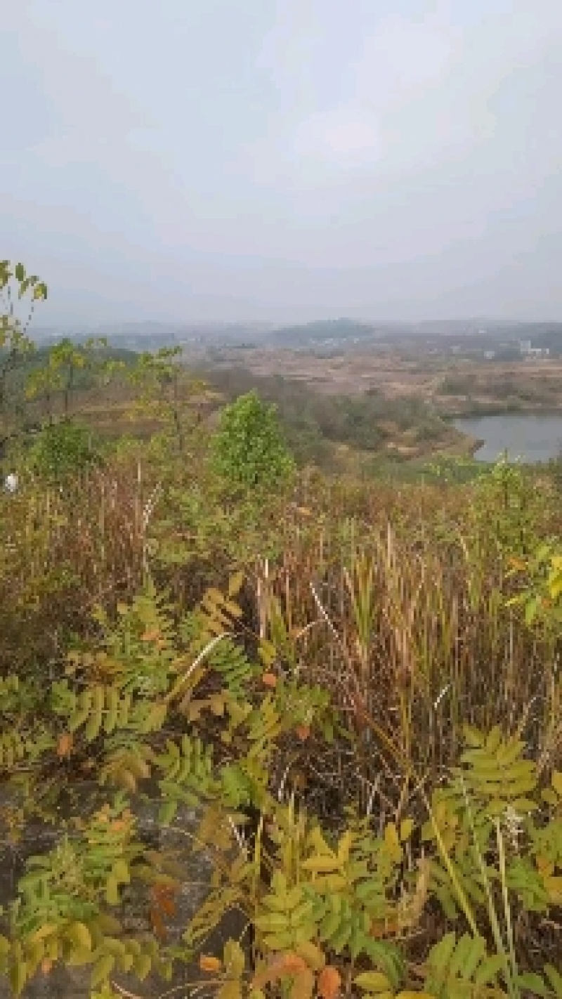 大面积湖南农村集体土地荒山水塘出租流转，