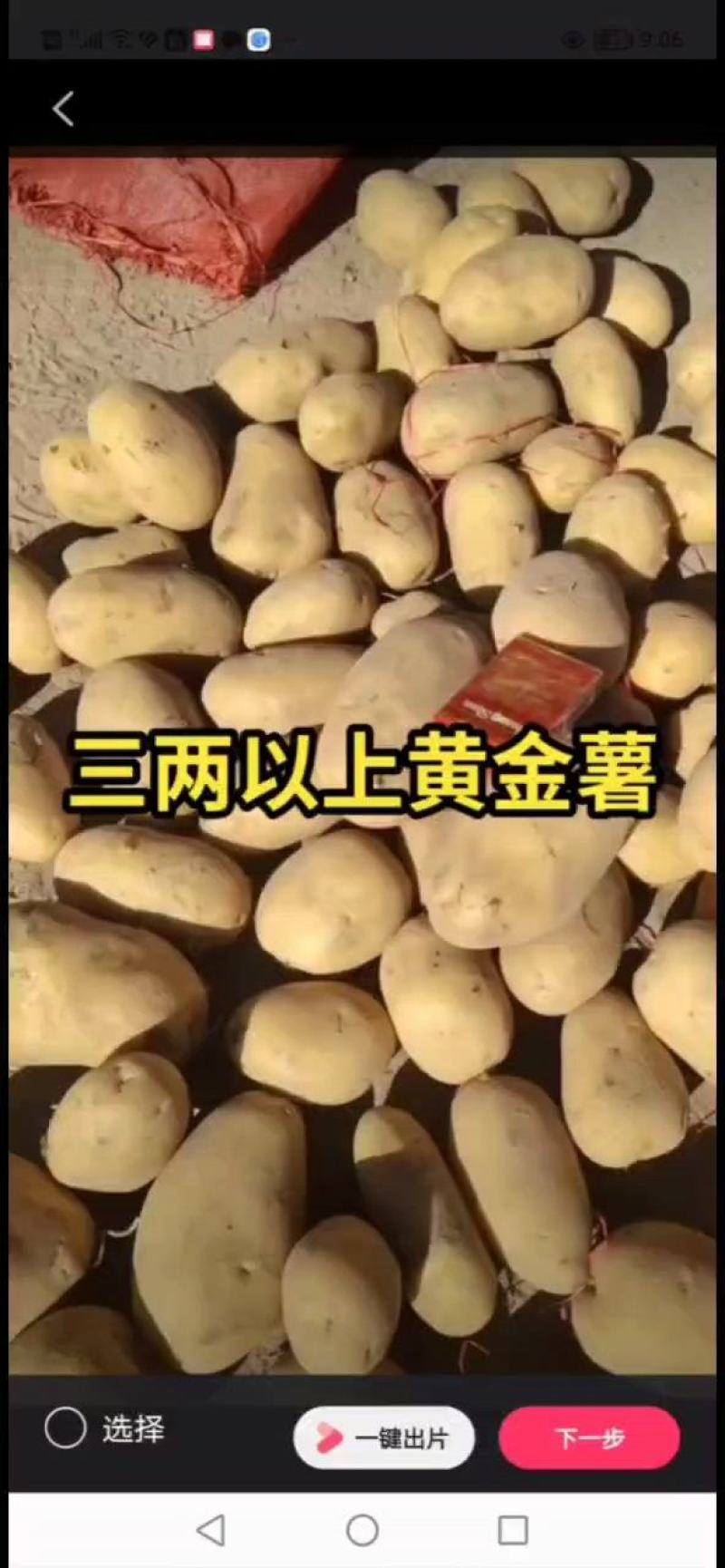 沃土五，V七元种，粮种，脱毒种，商品薯各种规格。