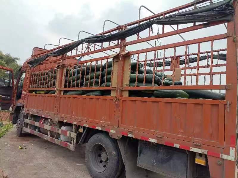 郏县冬瓜装车发货现场