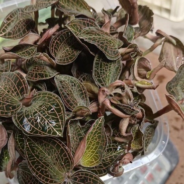金线莲大量上市